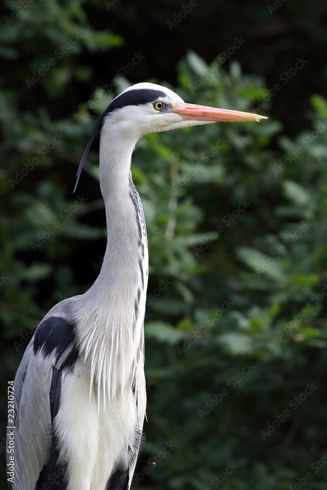 Fototapeta premium héron cendré, ardea cinerea