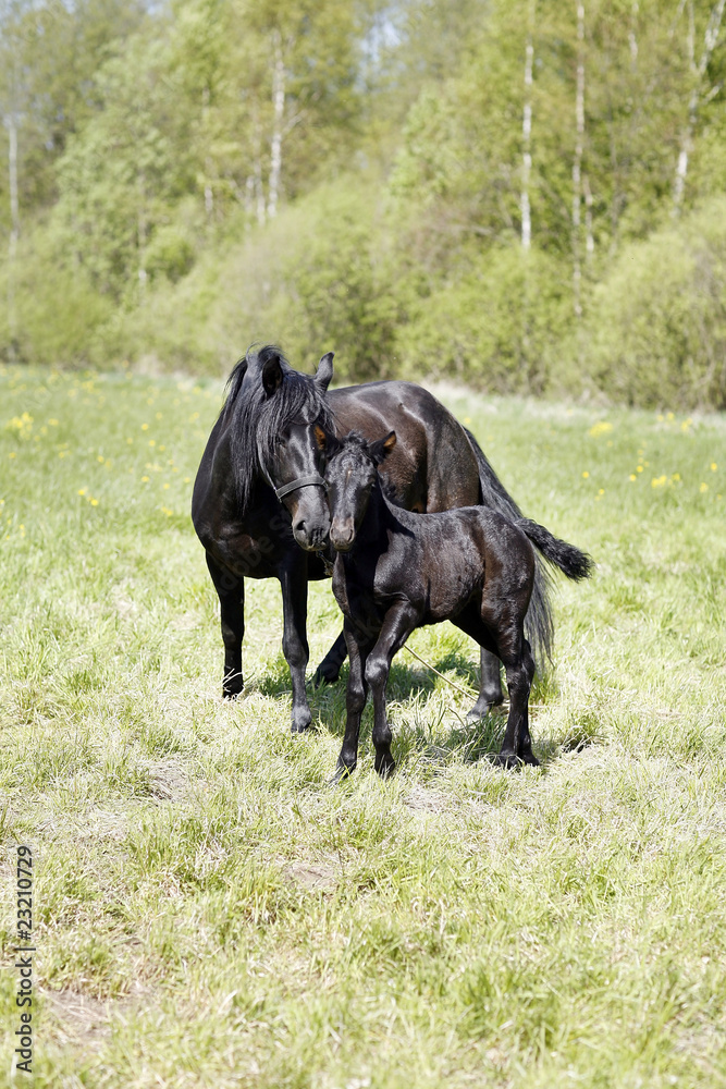 Baby horse