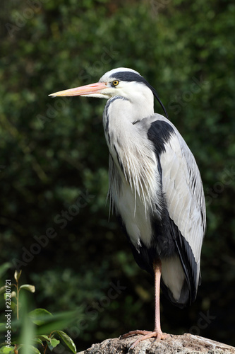 héron cendré, ardea cinerea
