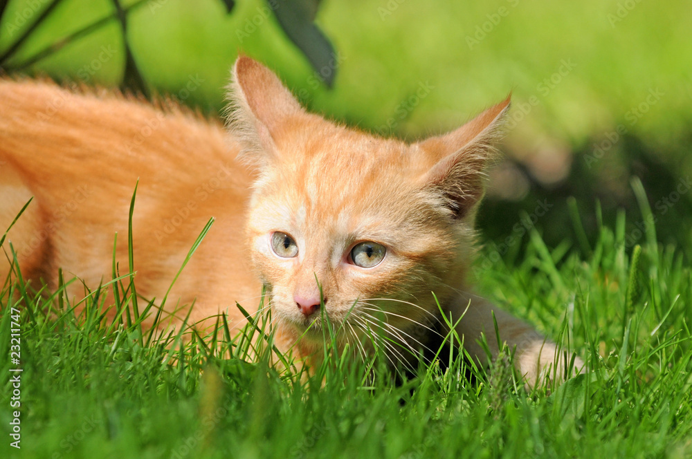 Rote Katze im Gras