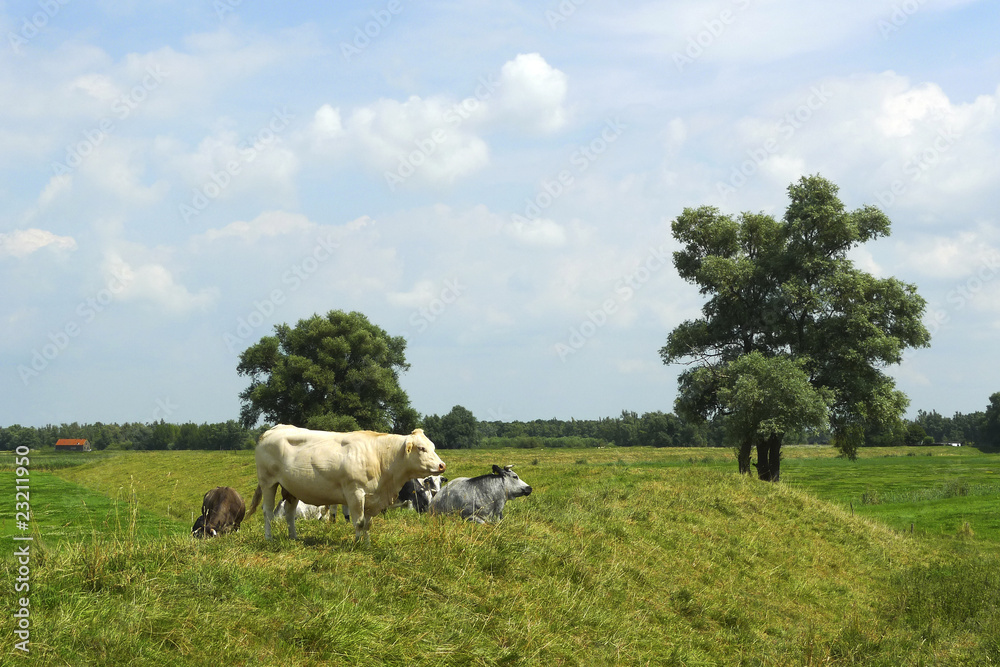 Small group of cows in a field in Holland