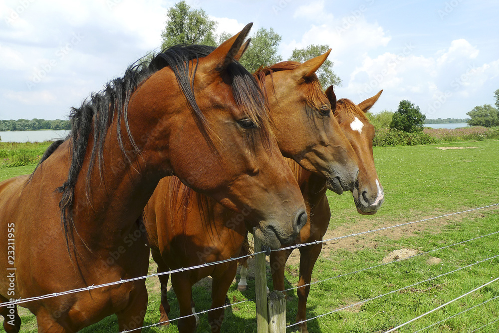 Three horses standing side by side Three horses standing side by side