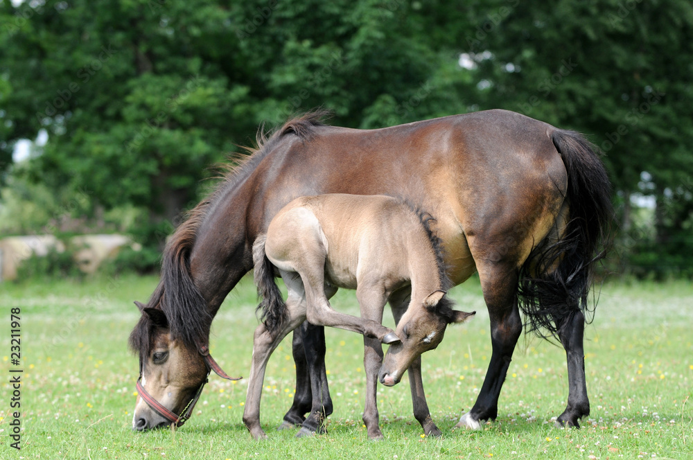 Pony mit Junges