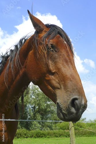 Fototapeta Naklejka Na Ścianę i Meble -  Sympathetic horse leaning over a fence