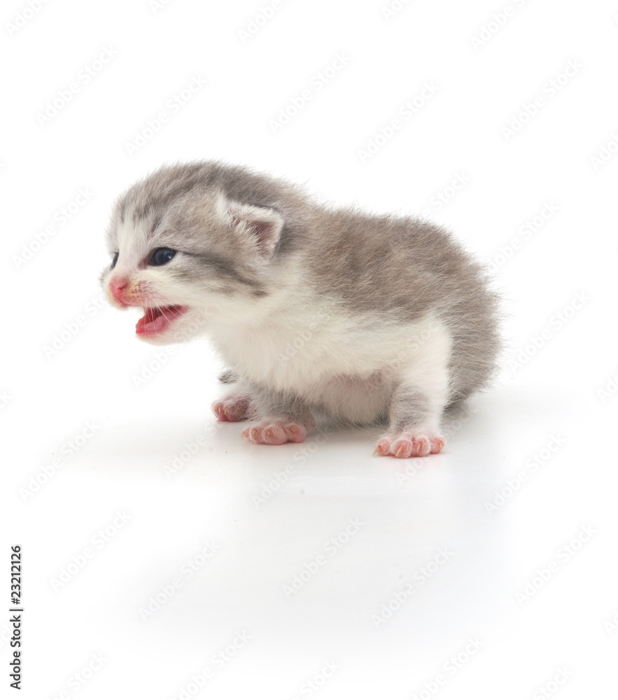 Gray kitten crying Gray kitten crying
