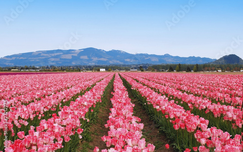 Tulips field in sunny morning