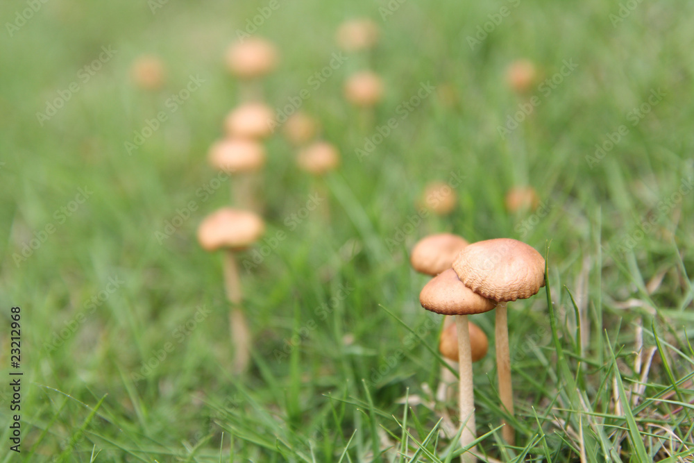 small parasol mushrooms small parasol mushrooms