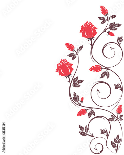 Red pink roses isolated on white