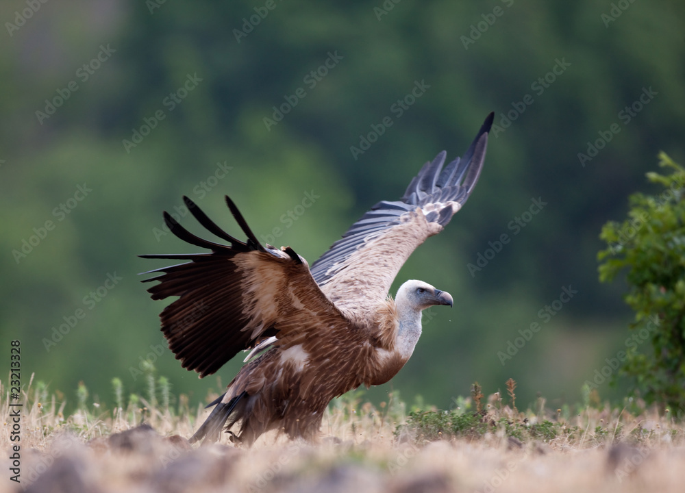 Obraz premium Griffin Vulture (Gyps fulvus)