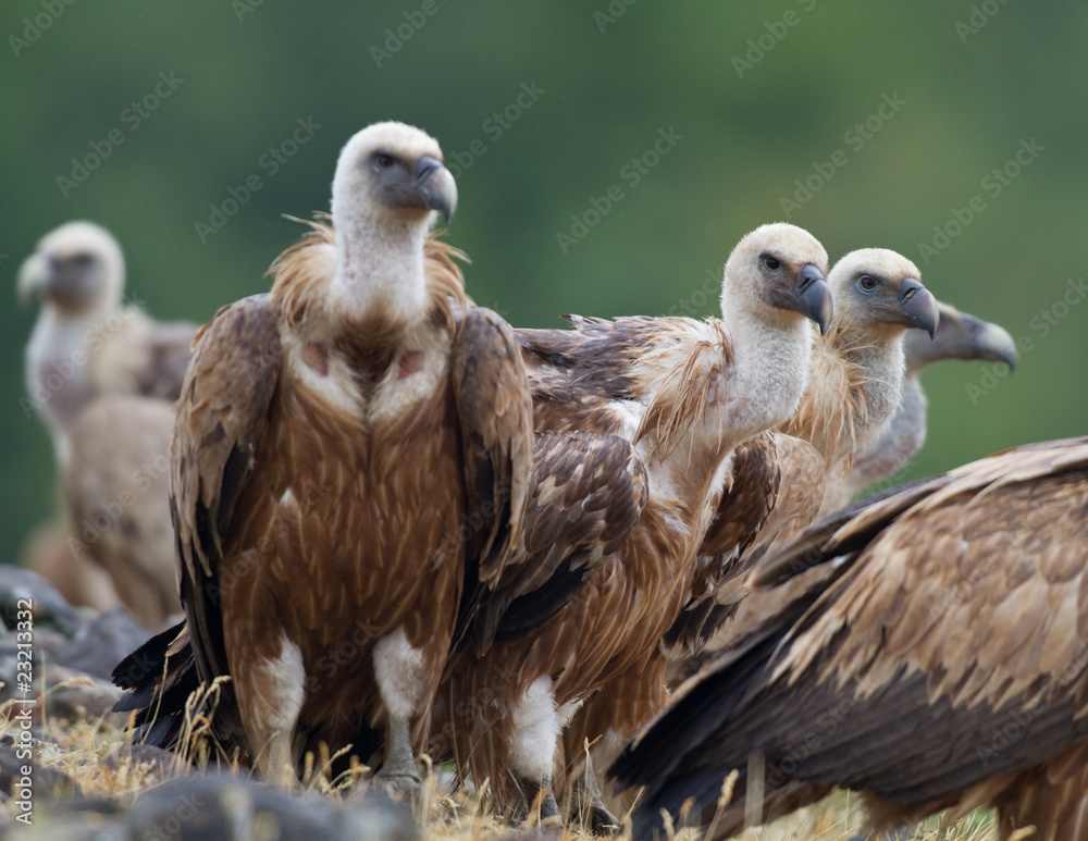Griffin Vulture (Gyps fulvus) Griffin Vulture (Gyps fulvus)