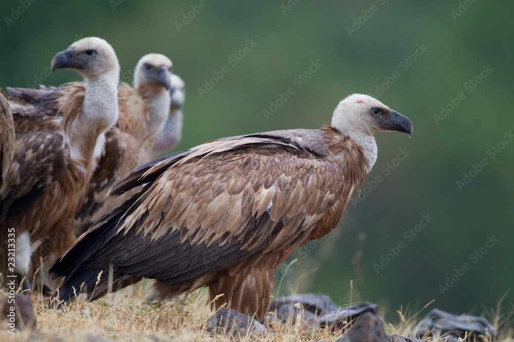 Griffin Vulture (Gyps fulvus)