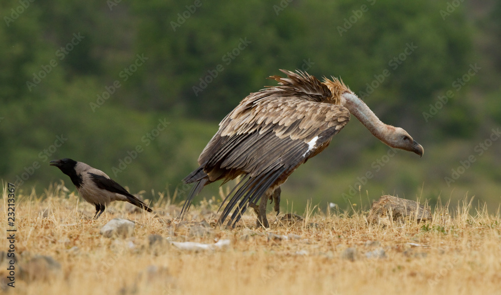 Griffin Vulture (Gyps fulvus) Griffin Vulture (Gyps fulvus)