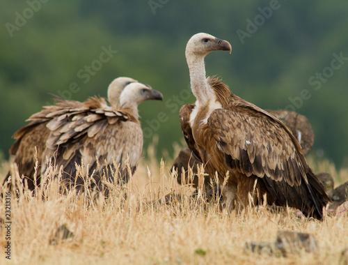 Griffin Vulture  Gyps fulvus 