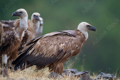 Griffin Vulture  Gyps fulvus 