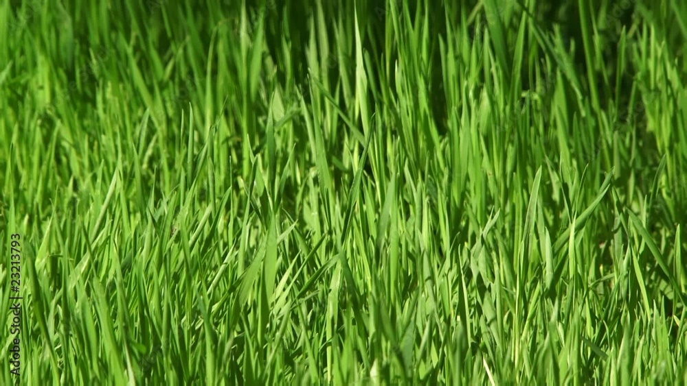 Young grass Young grass