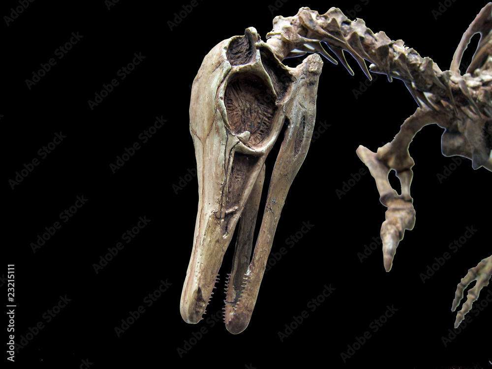 Fototapeta premium 20100603_ Skamielina dinozaura