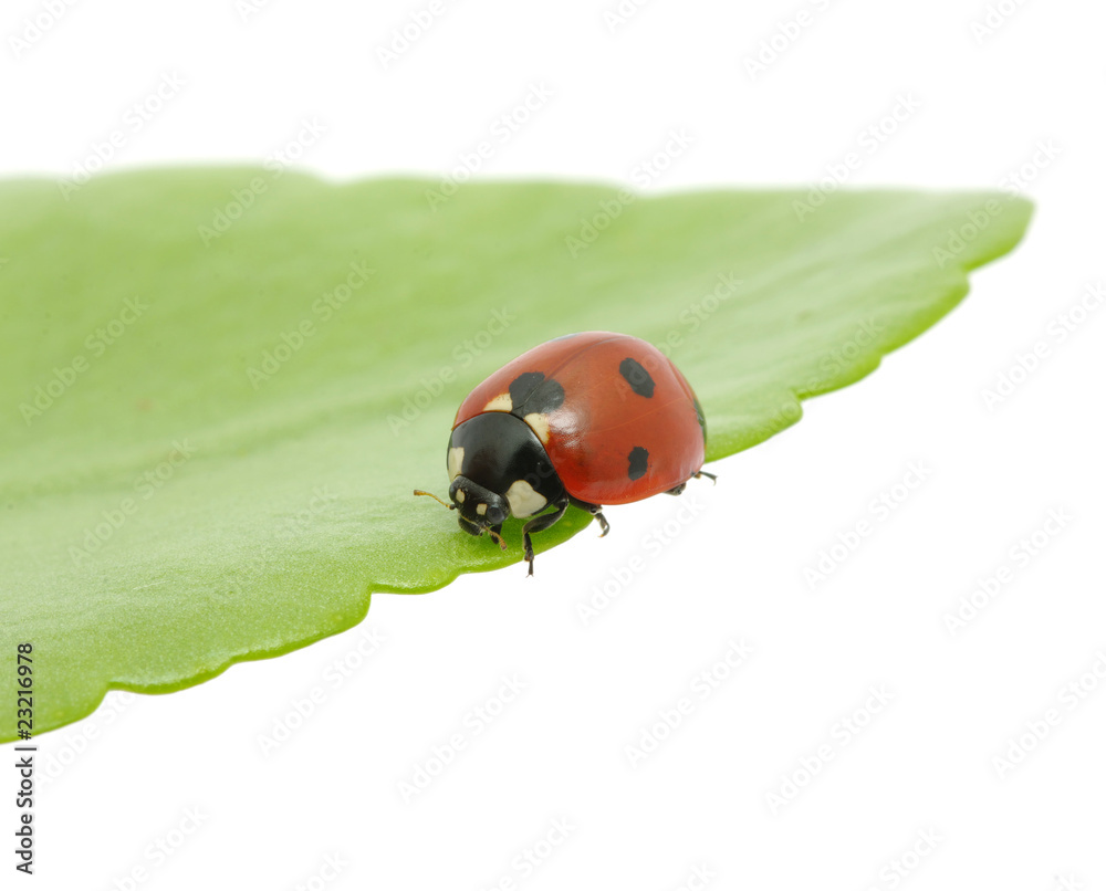 Fototapeta premium ladybird