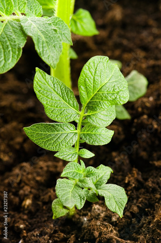 Foto growing potato. baby plant in soil