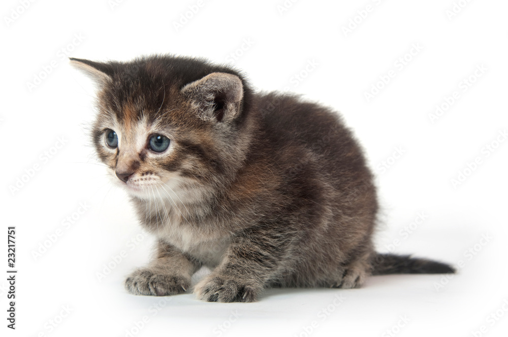 Obraz premium adorable tabby kltten on white