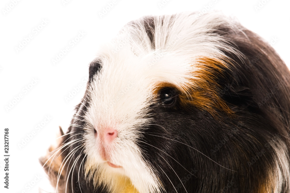 guinea pig isolated on the white background. coronet guinea pig isolated on the white background. coronet