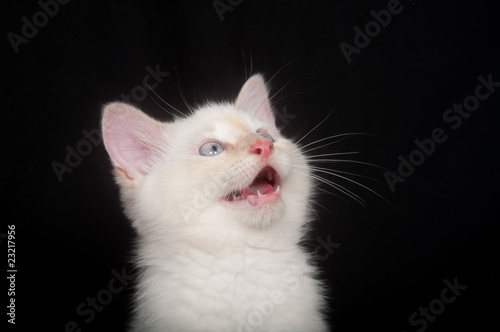 White kitten crying © Tony Campbell