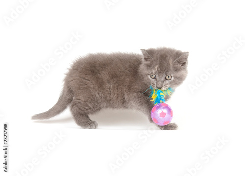 Gray kitten playing with toy © Tony Campbell