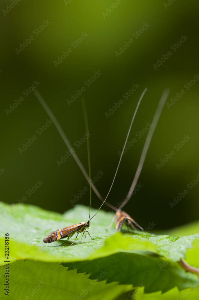 Naklejka premium Males of the longhorn moth Nemophora degeerella