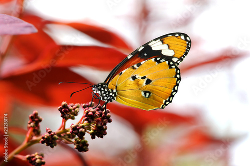 Schmetterling 44