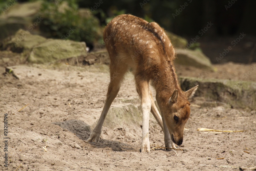 Fototapeta premium Davidshirsch (Kälbchen)