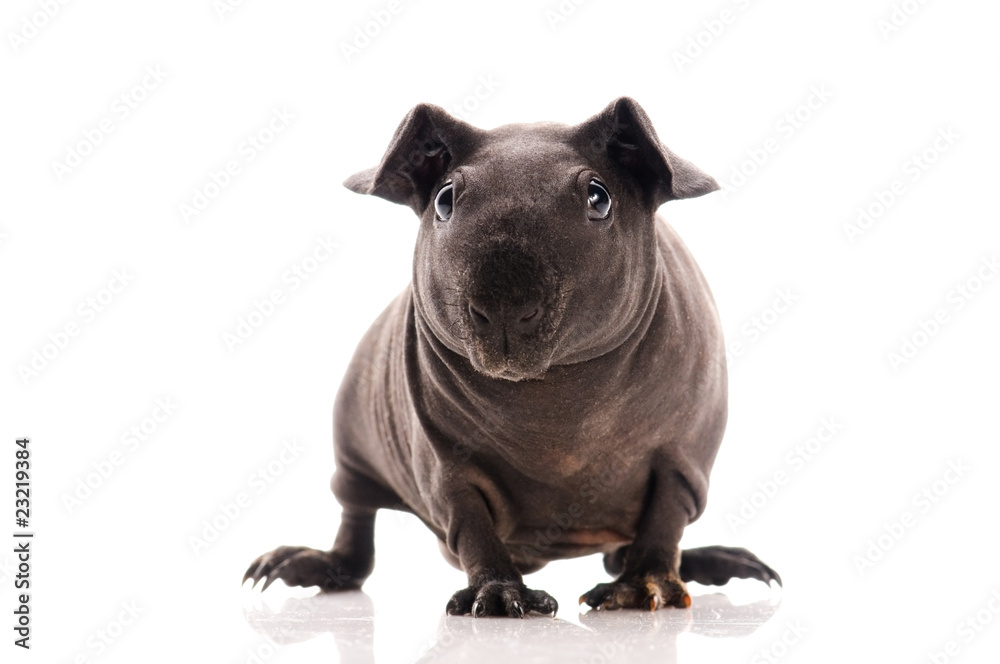 Fototapeta premium skinny guinea pig isolated on the white background