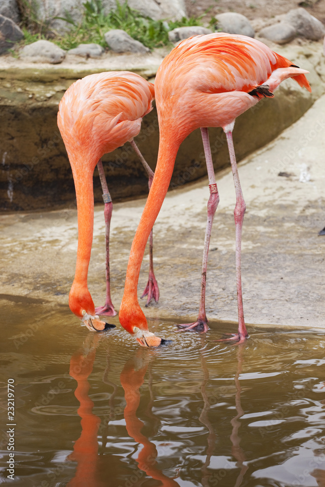 Obraz premium flamants roses