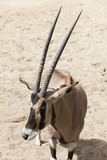 oryx beÏsa