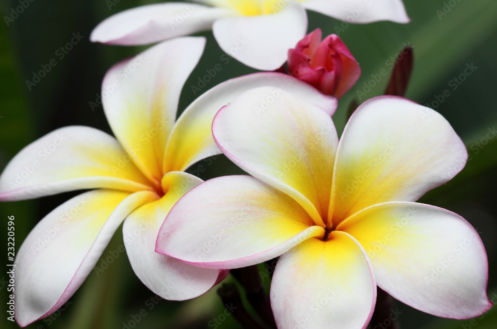 fleurs de frangipanier