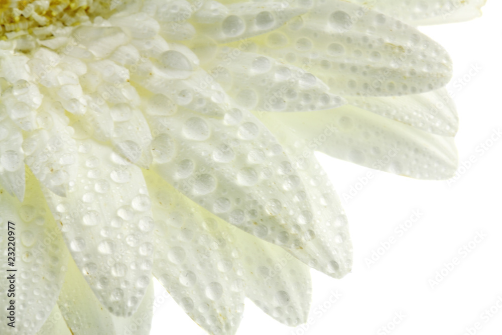 Fototapeta premium gouttes d'eau sur pétales de gerbera, fond blanc