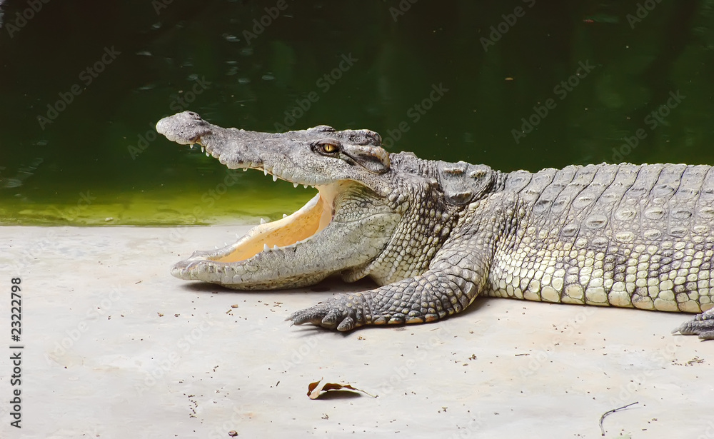 Fototapeta premium Crocodile