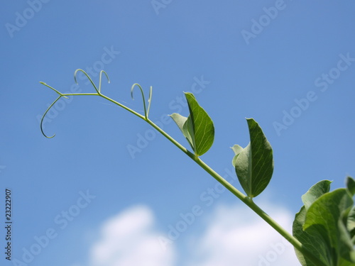 Pousse de petits-pois