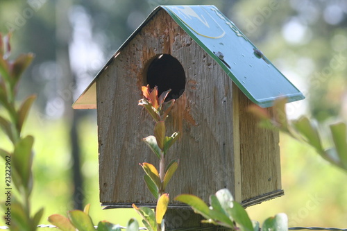 summer birding