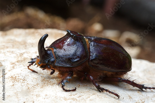 scarabeo rinoceronte photo