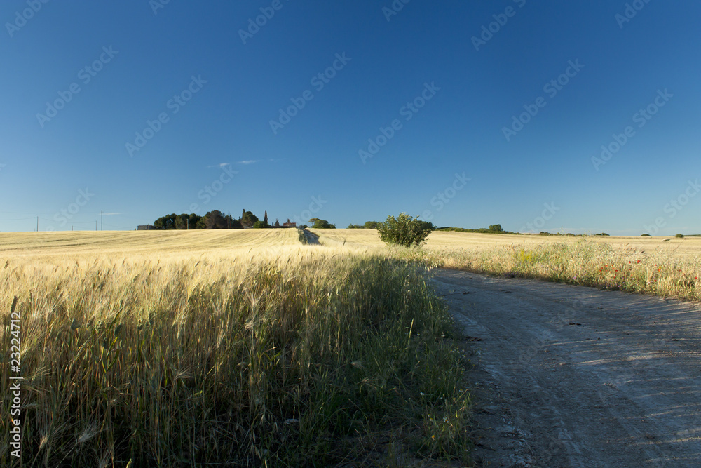 Road Through Wheat Field