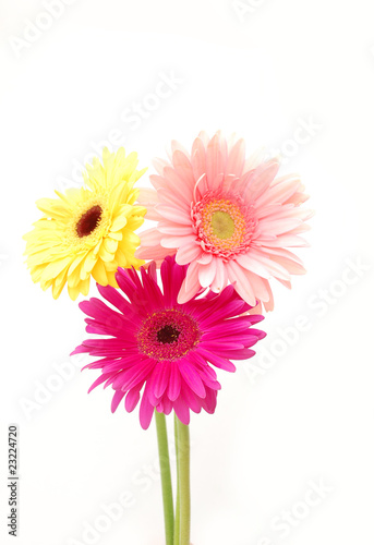 Daisies