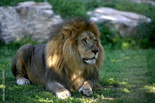 lion au repos