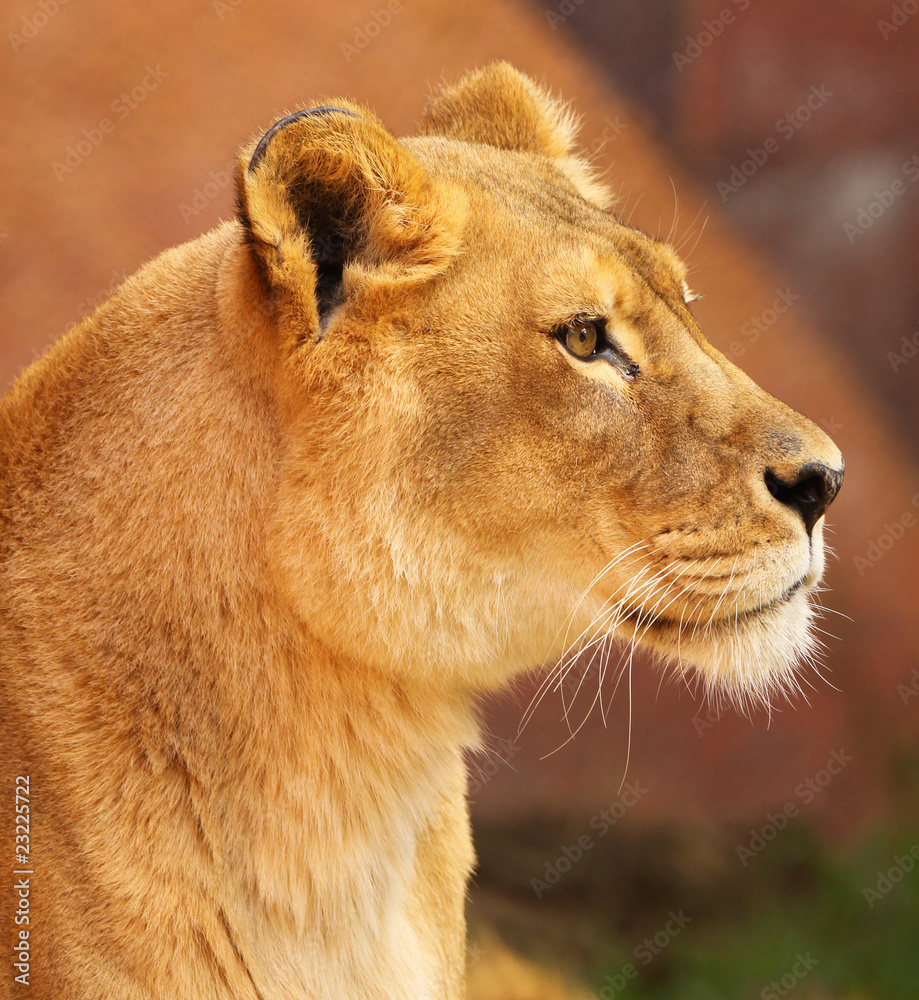 Fototapeta premium African Lioness