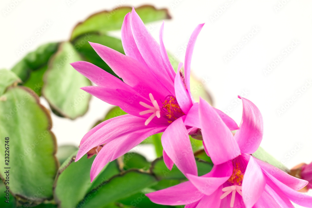 pink christmas cactus  bloom, isolated on white