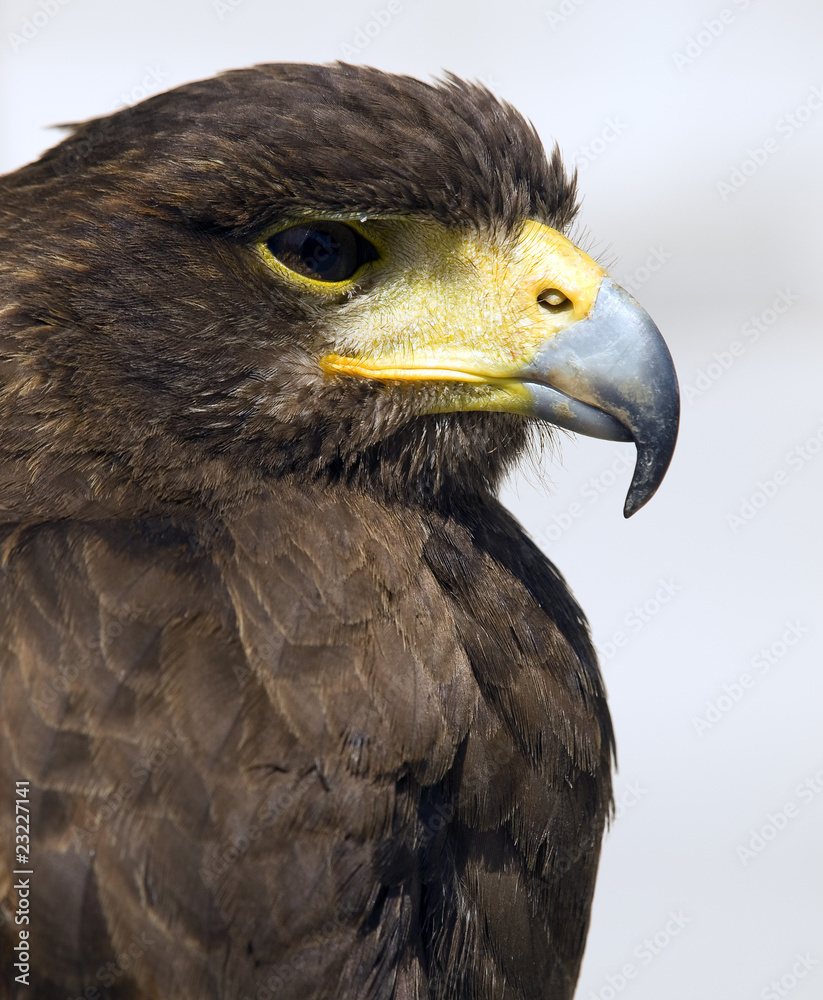 Obraz premium Portrait of a Raptor