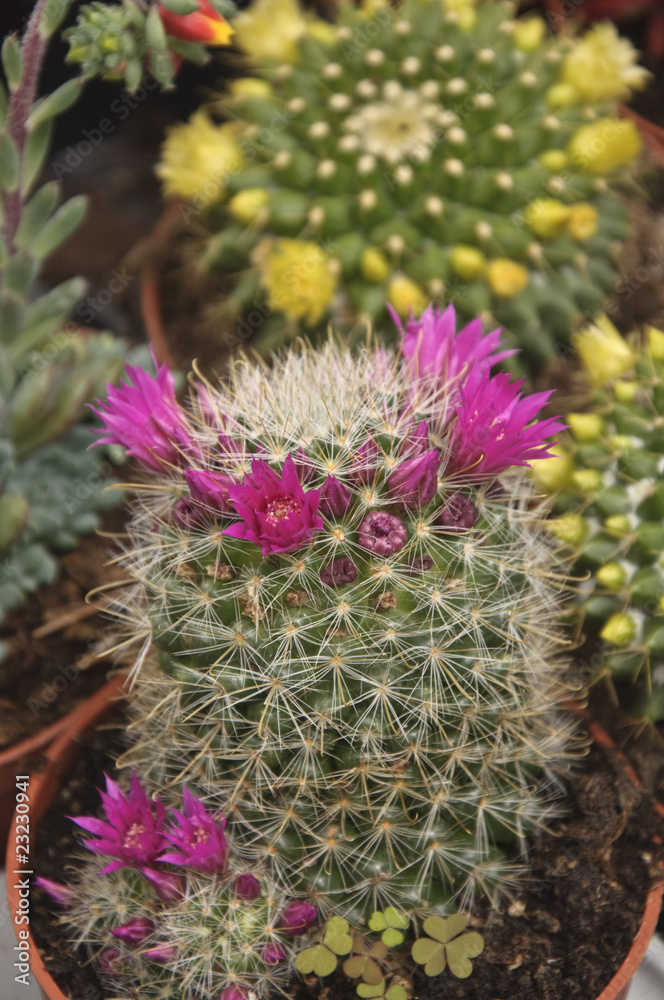 Cactus Cactus