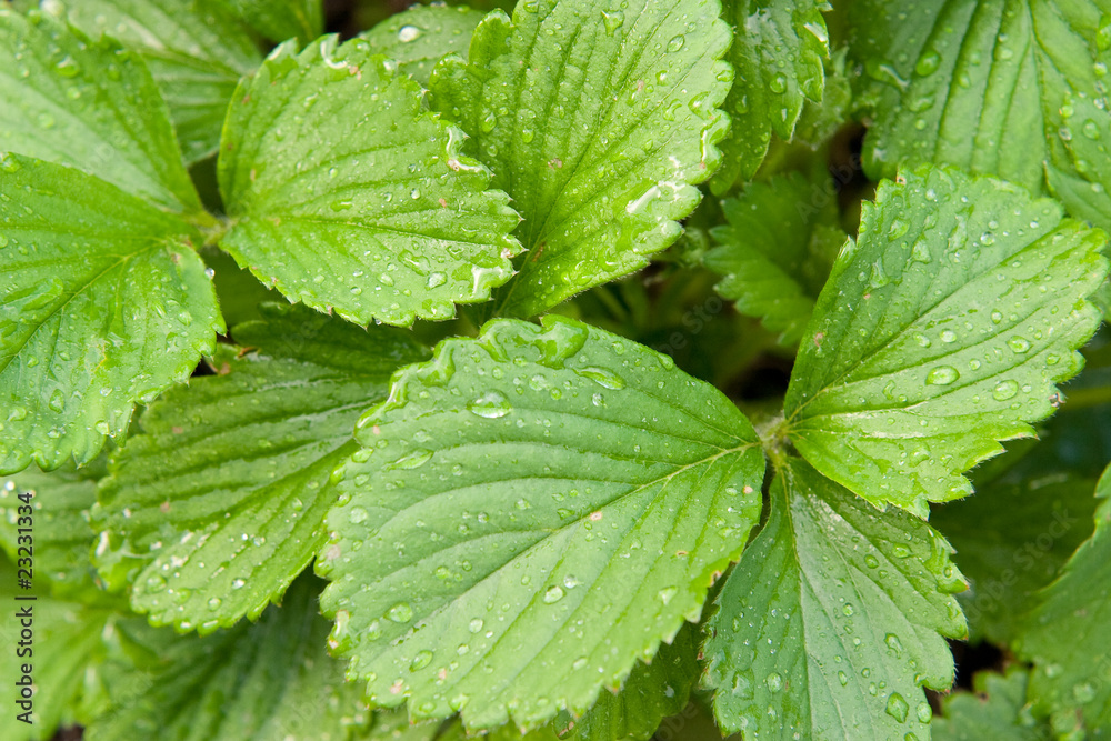 Strawberry leaves