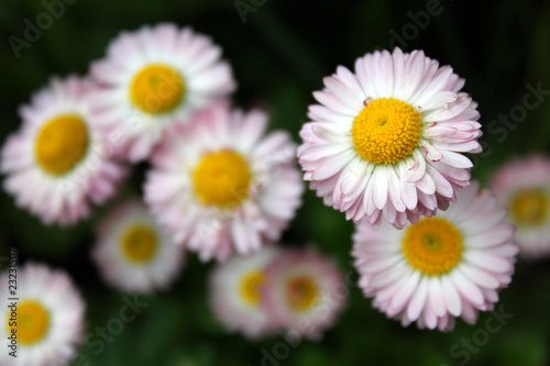 Pretty whity-pink daisies
