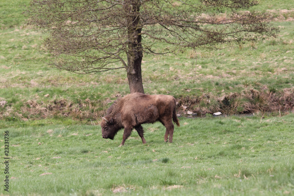 Wisent Wisent