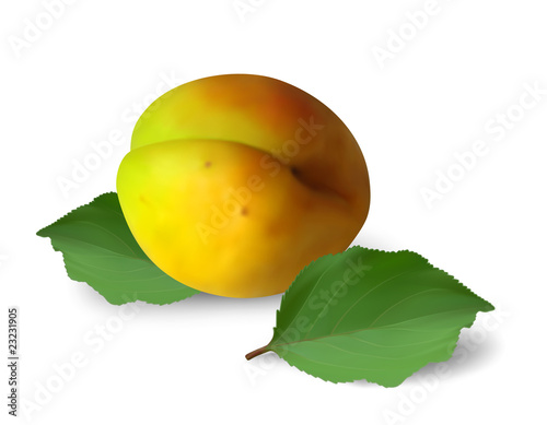 Ripe apricot with leaves on white background