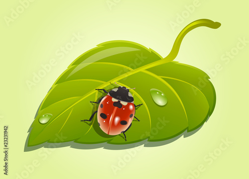 Ladybird on poplar leaf